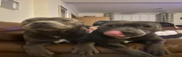 Staffordshire Bull Terrier dogs for sale: Blue Staffordshire bull terrier  - Advert 28