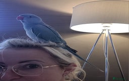 Ringnecks birds for sale: Gorgeous Ringneck - Advert 4