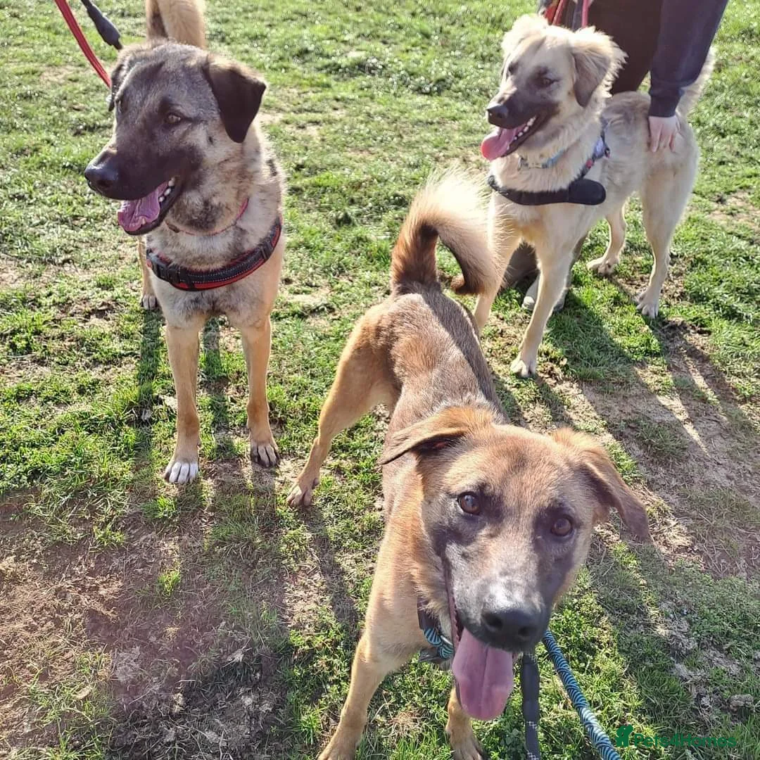 Mixed Breed dogs for adoption: Meet Ryder, currently residing in Cheshire  in Nantwich - Advert 5