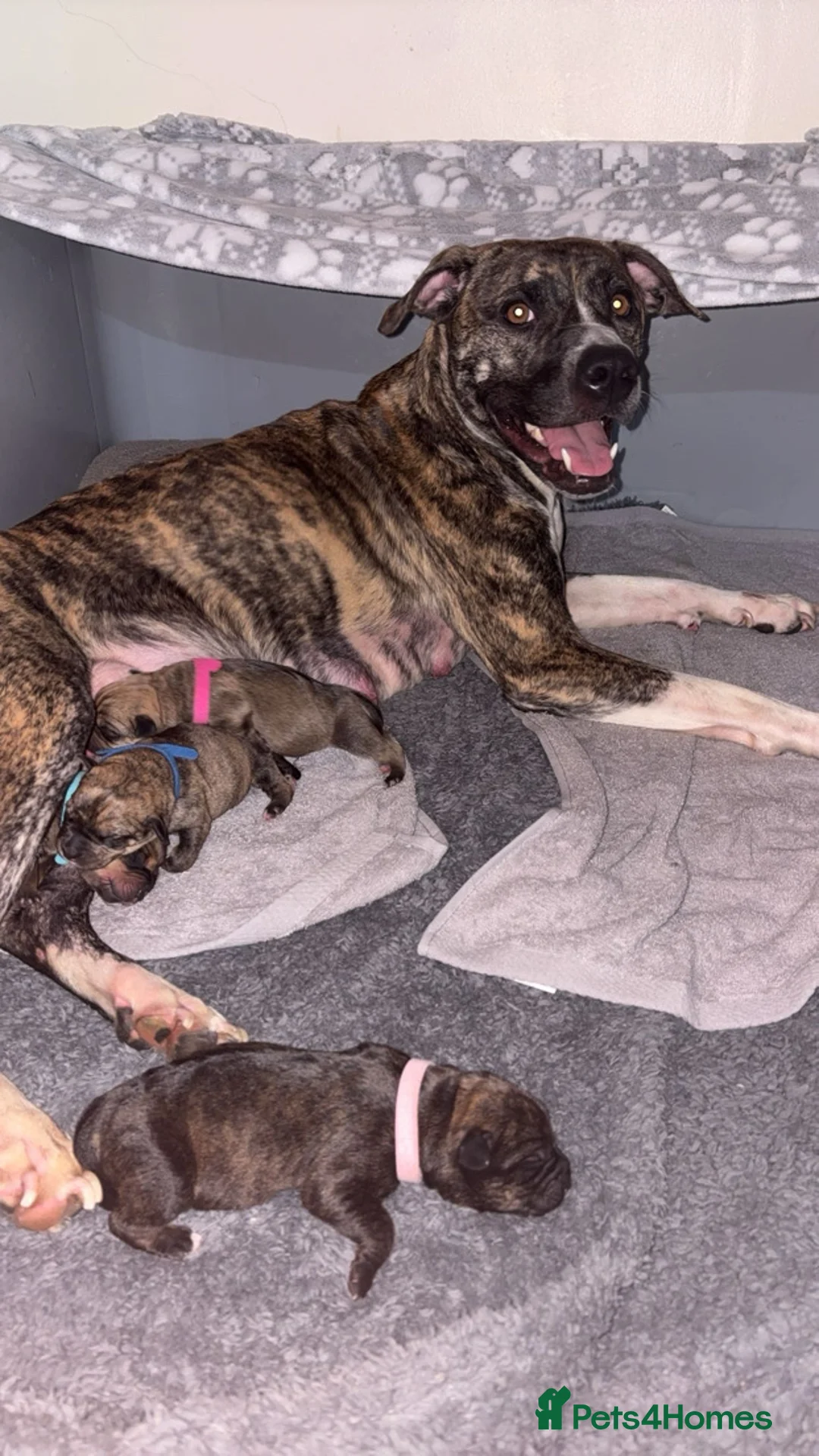 Mixed Breed dogs for sale: Rottiweiler pups - Advert 3