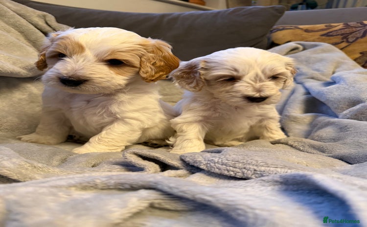 Australian Labradoodle dogs - Advert 1