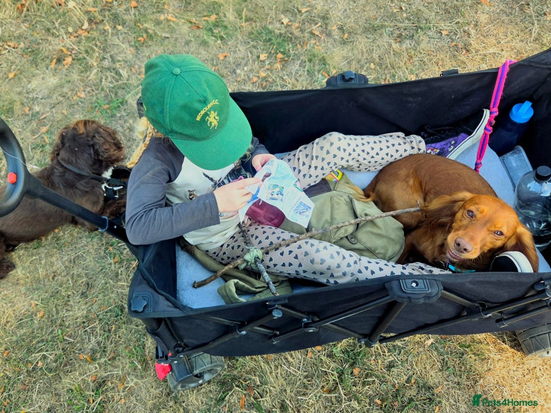 Cocker Spaniel dogs for sale: Stunning KC reg red working cocker pups - Advert 19