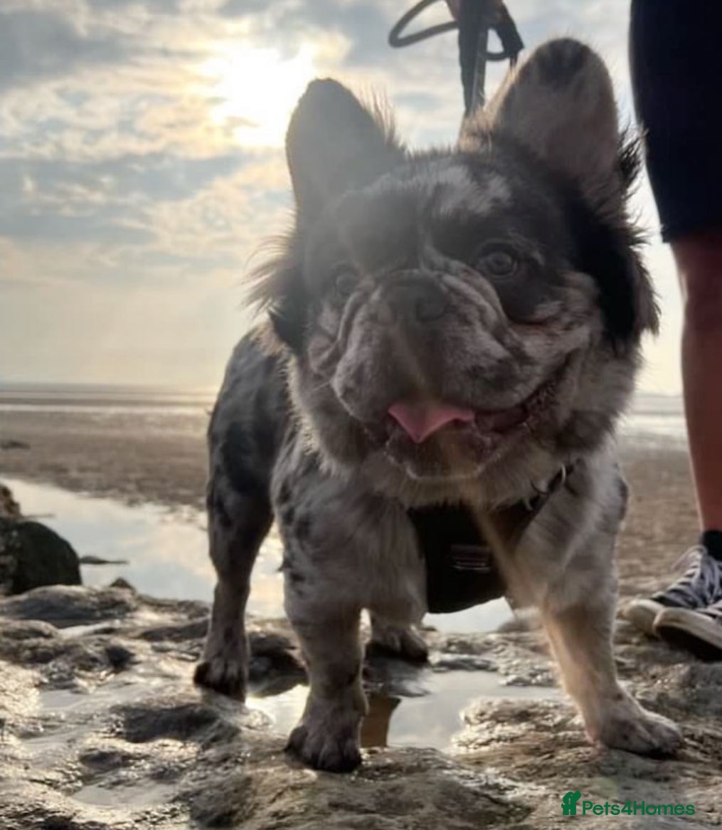 French Bulldog dogs STUD Full Fluffy Visual Merle £500 all in  - Advert 1