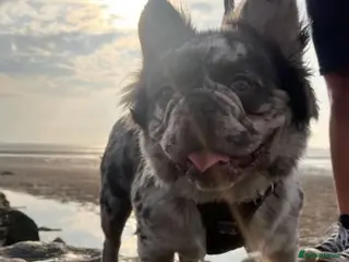 French Bulldog dogs STUD Full Fluffy Visual Merle £500 all in - Advert 1