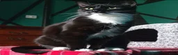 Domestic Shorthair cats for sale: 11 month old female cat looking for new home - Advert 8