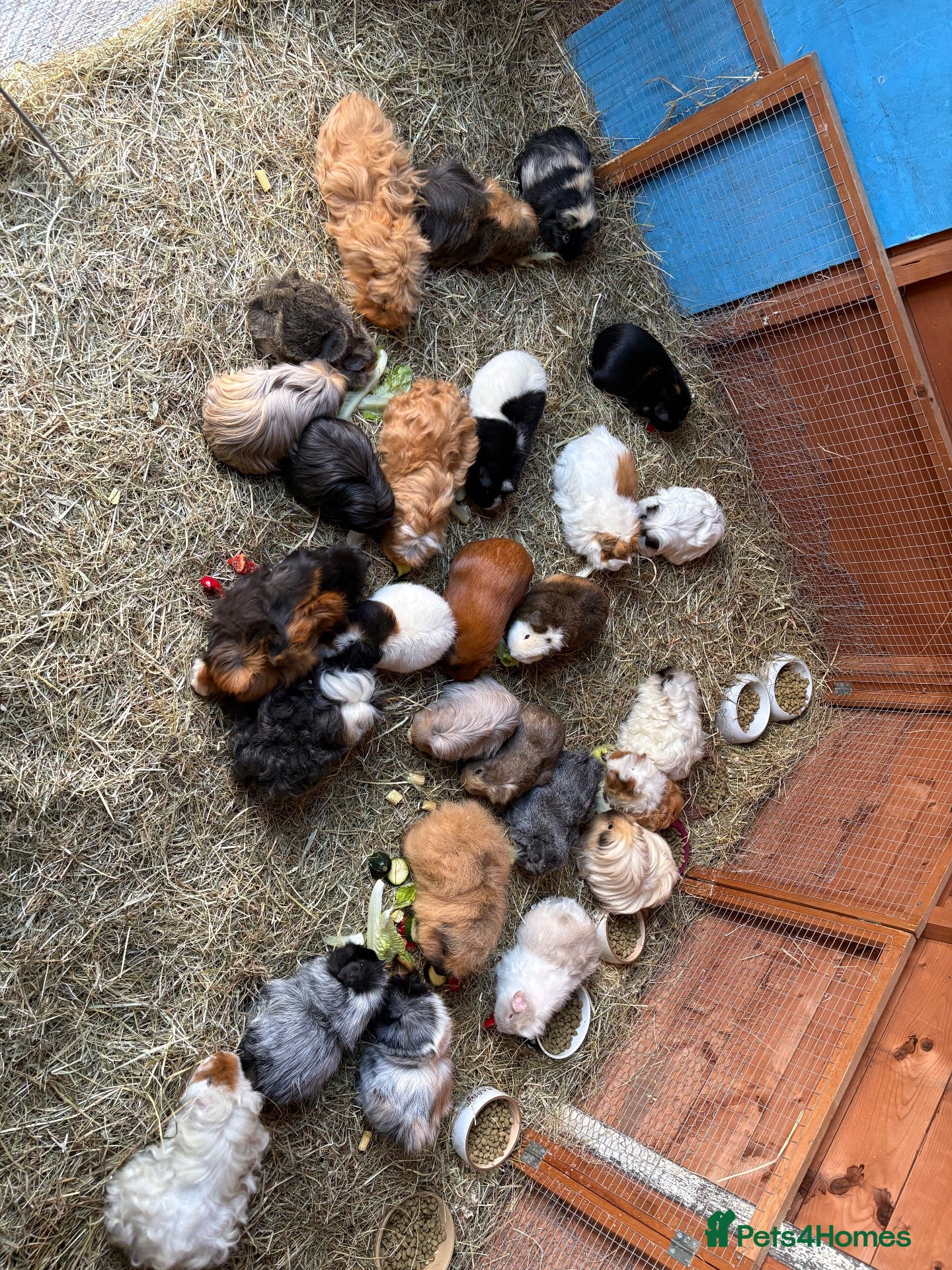 Guinea Pig rodents Female Guinea pigs  - Advert 11