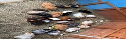 Guinea Pig rodents for sale: Female Guinea pigs  - Advert 1