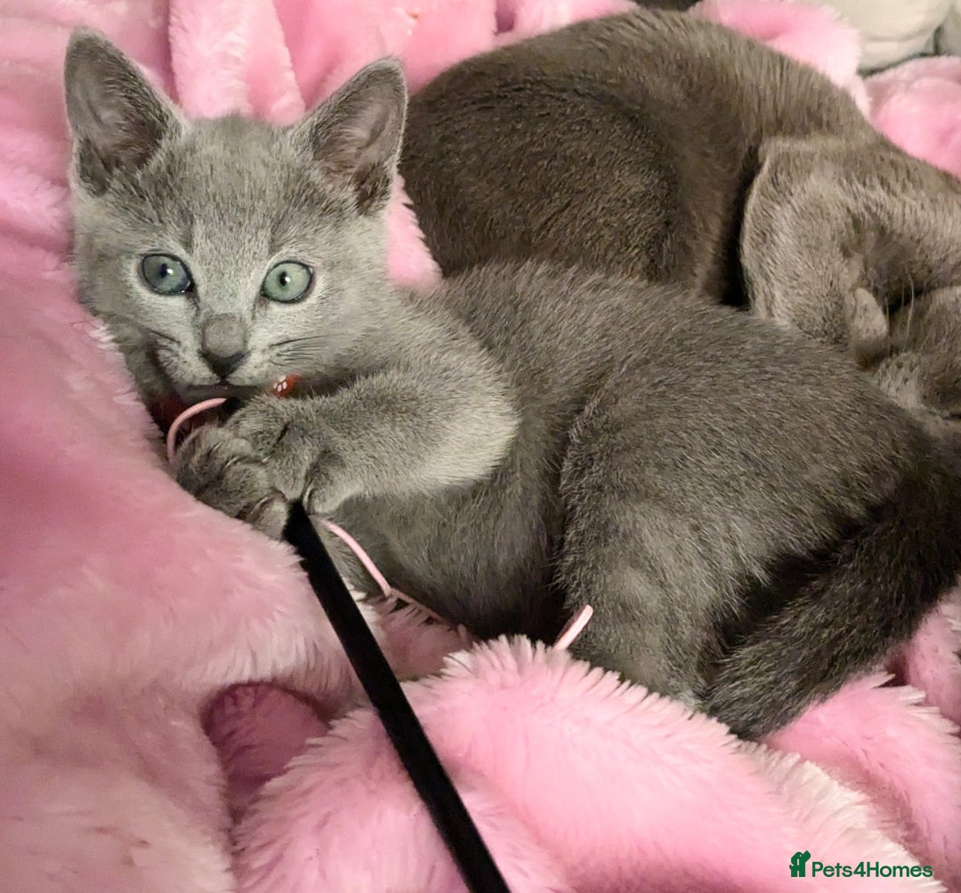 Russian Blue cats for sale: RB kittens Pedigree London  - Image 28