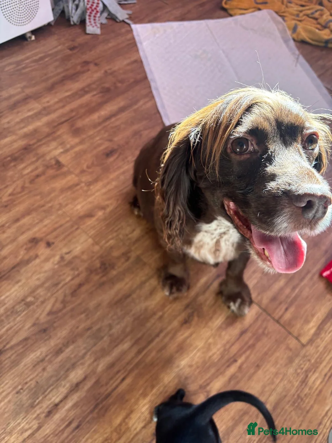 Mixed Breed dogs for sale: Dockers in Lowestoft - Advert 1