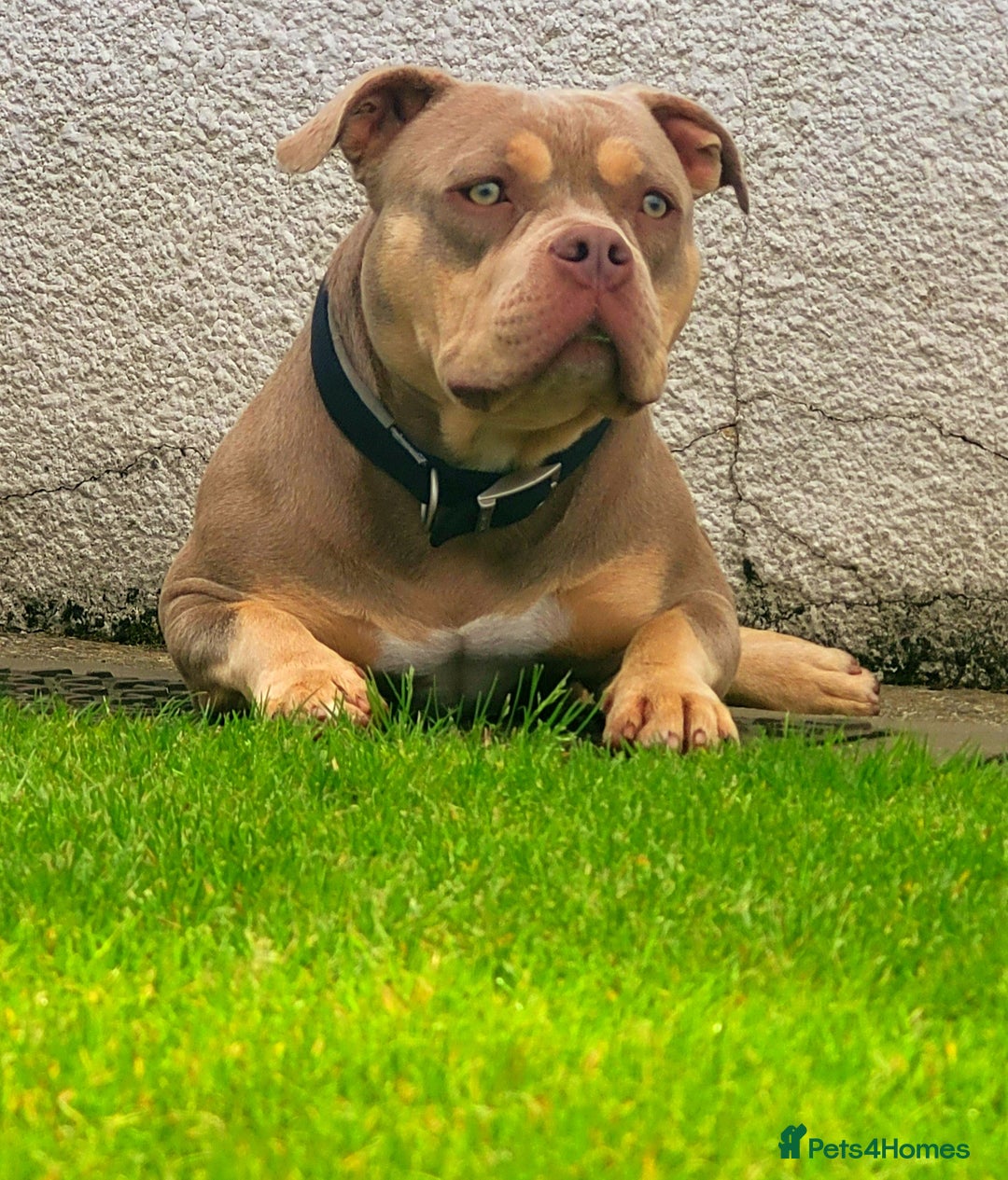 American Bully dogs for sale: Jasmine (Jaz) 3 year old female pocket bully  - Advert 6