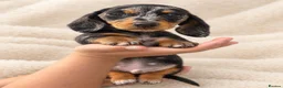 Miniature Dachshund dogs for sale: 🐾💕 3 GORGEOUS MINIATURE DACHSHUND BOYS 💕🐾 - Advert 3