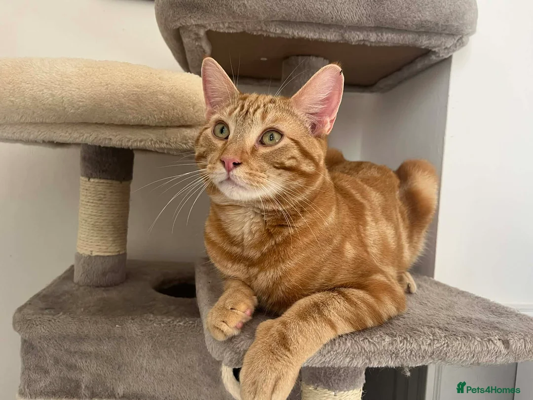 Mixed Breed cats for sale: Ginger cat in Gravesend - Advert 3