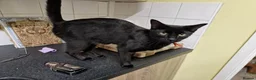 Mixed Breed cats for sale: Black half Siamese kittens & young adults for sale in Abingdon - Advert 8