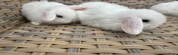 Mini Lop rabbits for sale: Blue eyed white mini lops. - Advert 9