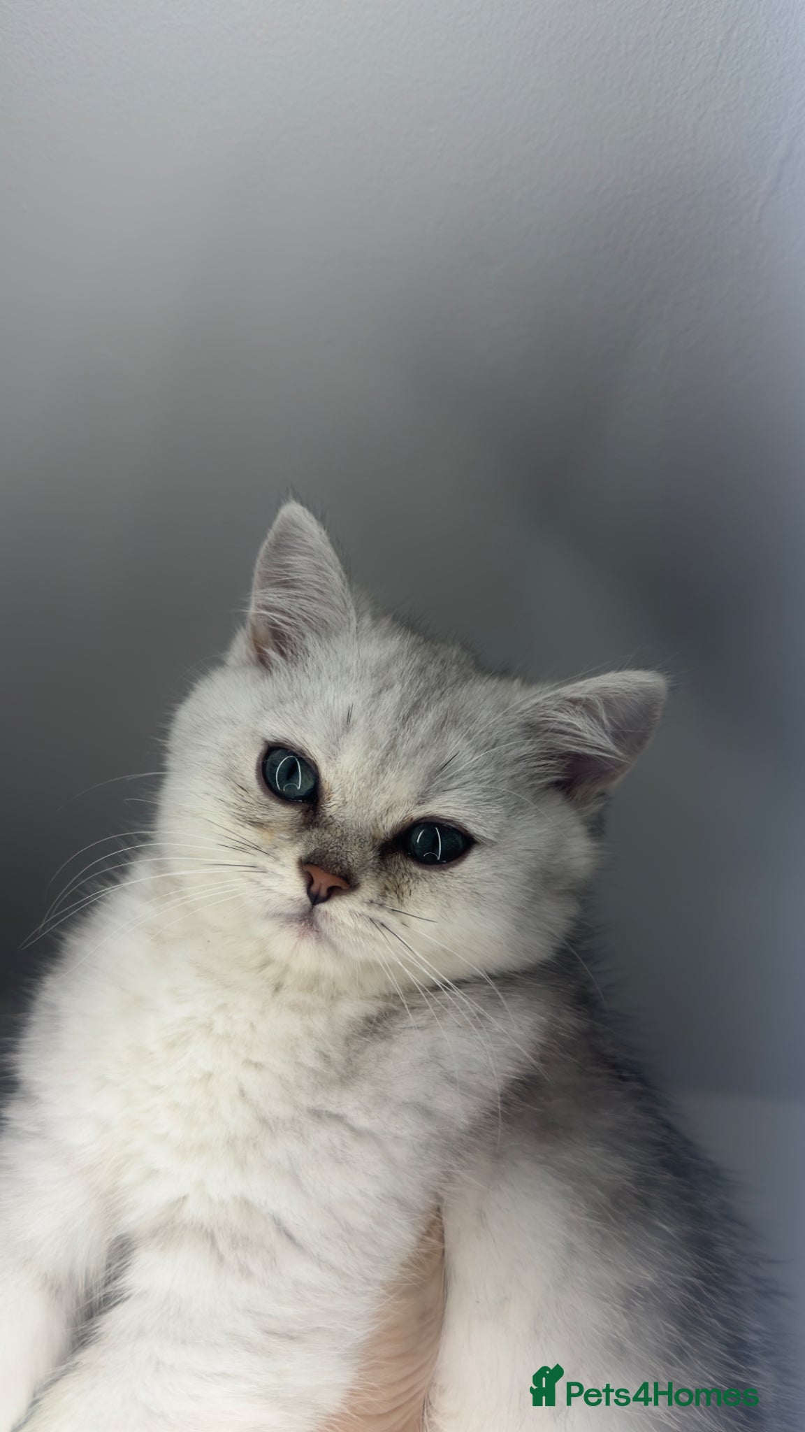 Scottish Fold cats for sale: Scottish straight male - Advert 8