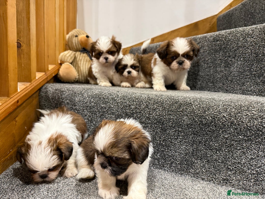 Shih Tzu dogs for sale: Summer Shihtzu Puppies - Image 22
