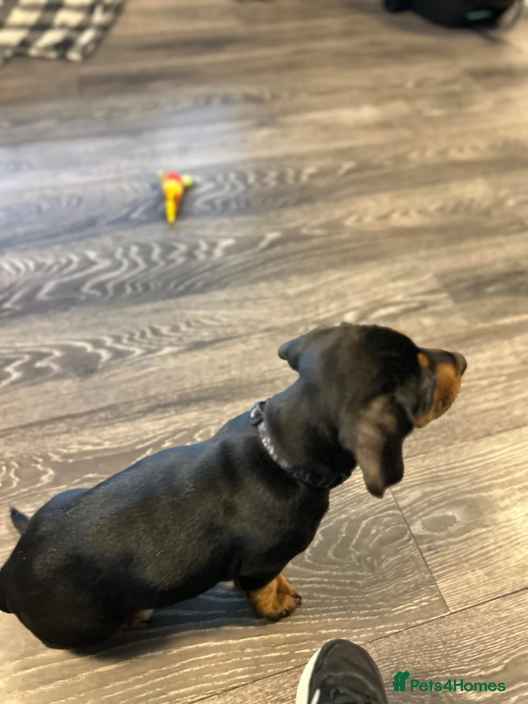 Mixed Breed dogs for sale: Gorgeous 1yr old male dachshund for sale in Aberdeen - Advert 2