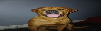 Mixed Breed 1