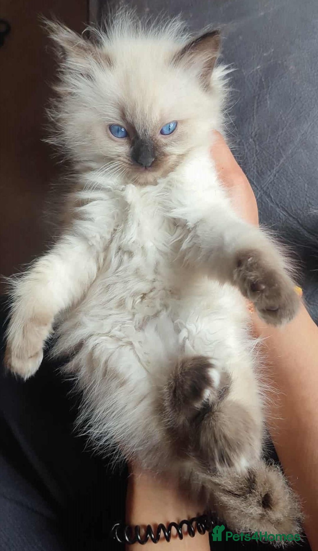 Ragdoll cats for sale: Beautiful Ragdoll kittens - Image 5