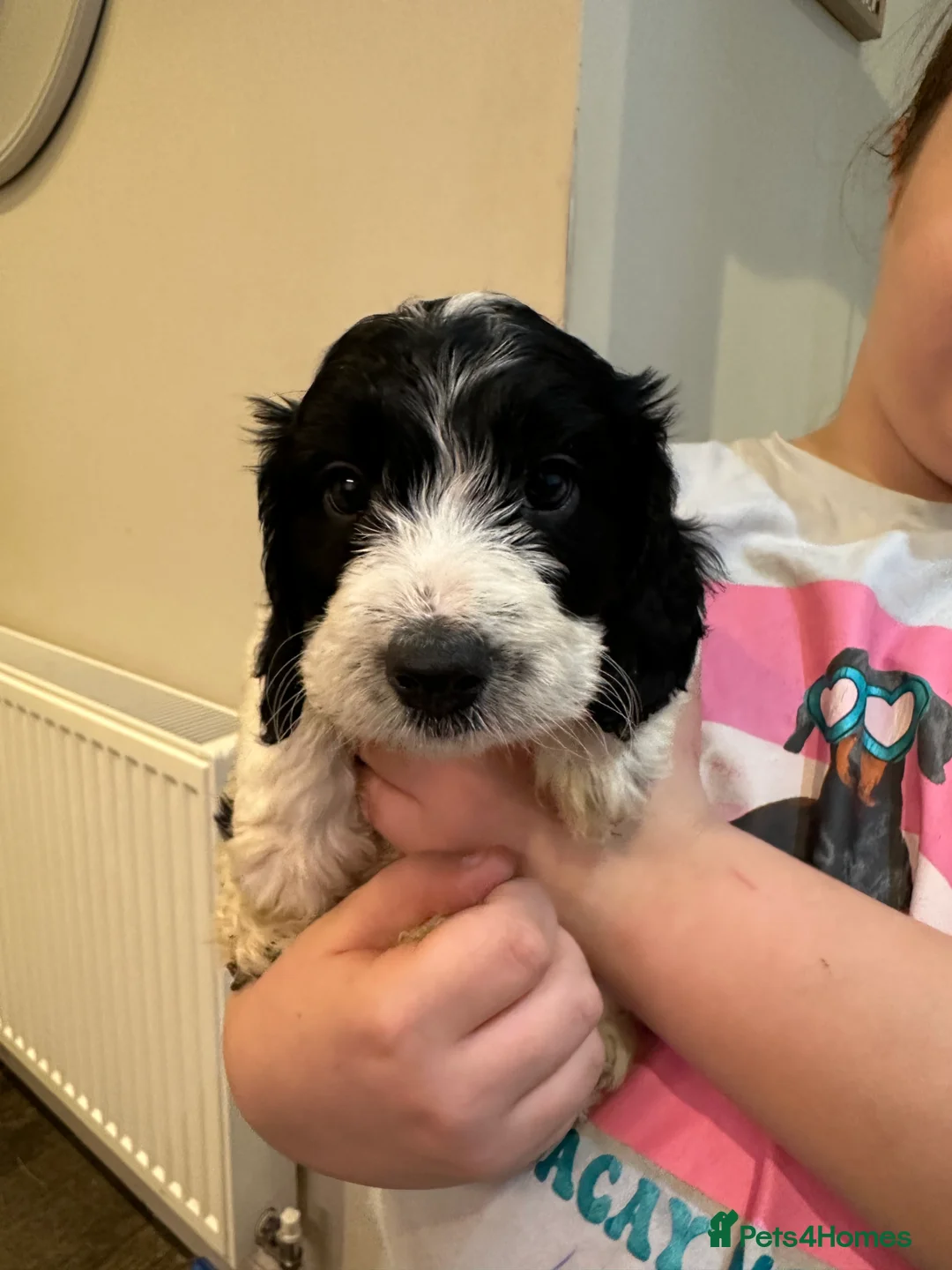 Cockapoo dogs for sale: Beautiful litter of Cockapoo Puppies - Advert 15