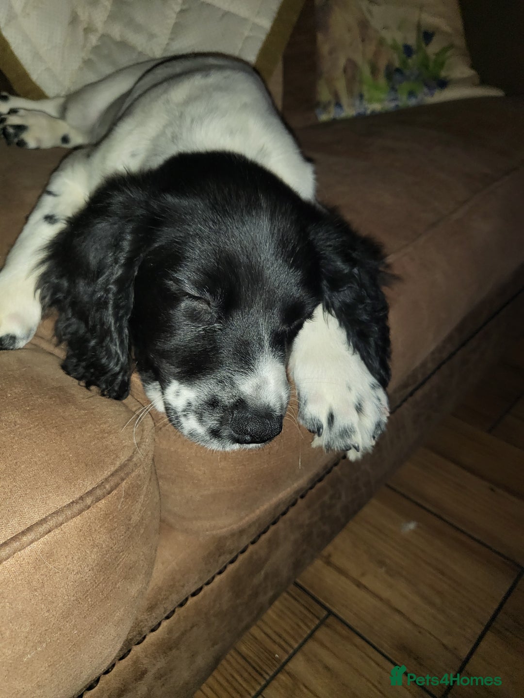 English Springer Spaniel dogs for sale: English springer spaniel pups  - Advert 2