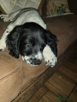 English Springer Spaniel dogs - Advert 6