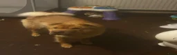 Shar Pei dogs for sale: bearcoat Shar Pei looking for forever home - Advert 5
