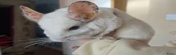 Chinchilla rodents for sale: 2 Female Friendly Chinchillas  - Advert 5