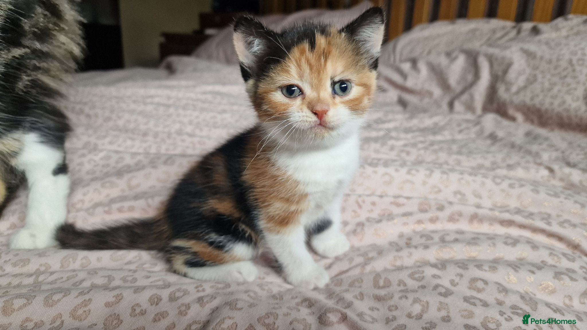 Exotic cats Exotic cross kitten for sale - Advert 16
