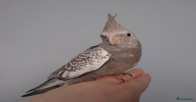 Cockatiels birds - Advert 4