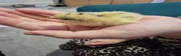 Chickens poultry for sale: 🐓 Serama Bantam Chickens 🐓  - Advert 9