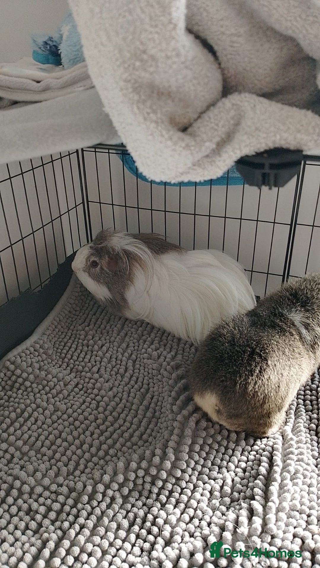Guinea Pig rodents for sale: Bonded Male Guinea Pigs - Image 2