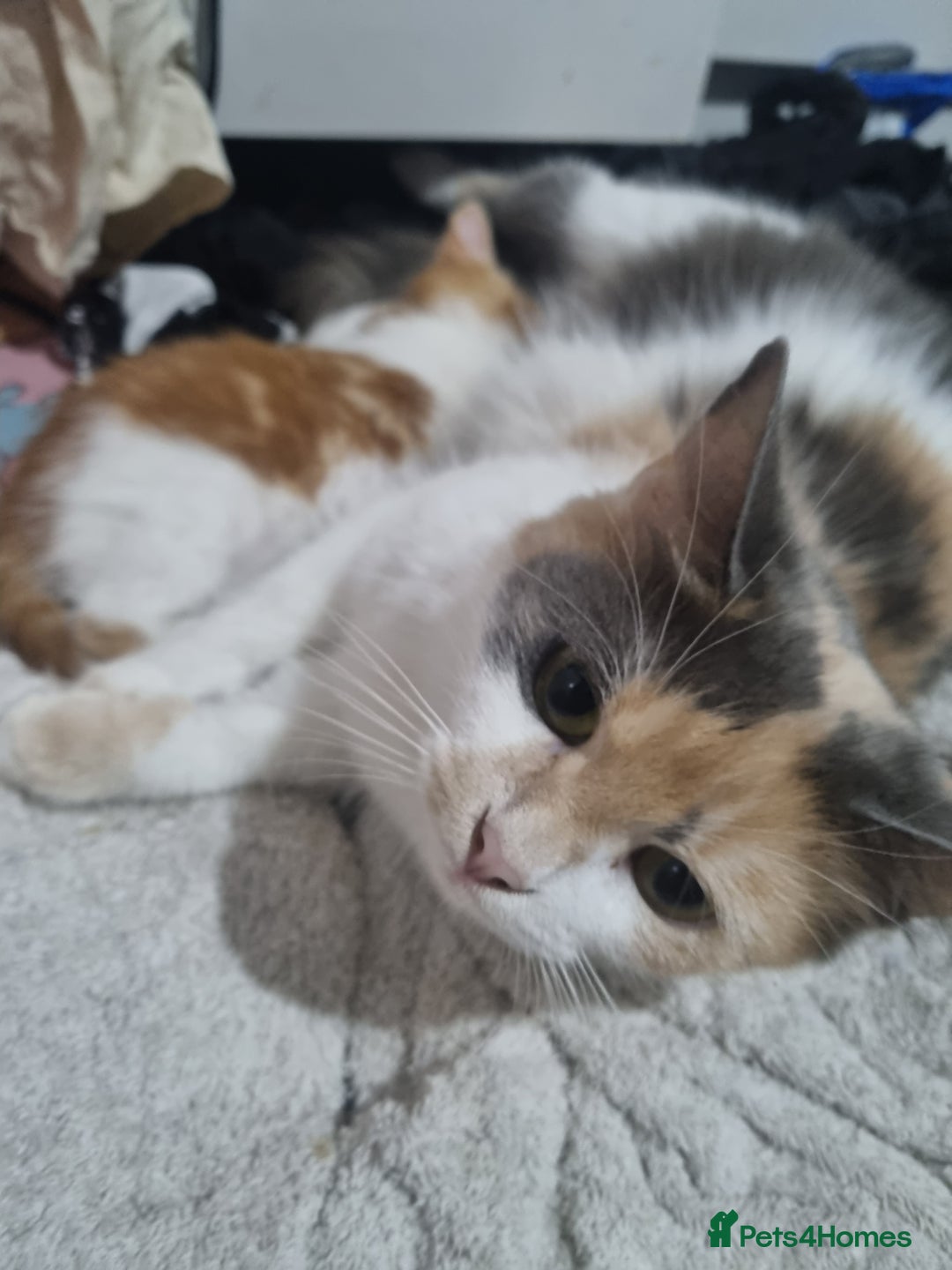 British Shorthair cats for sale: Kittens ready to go to new homes  - Image 7