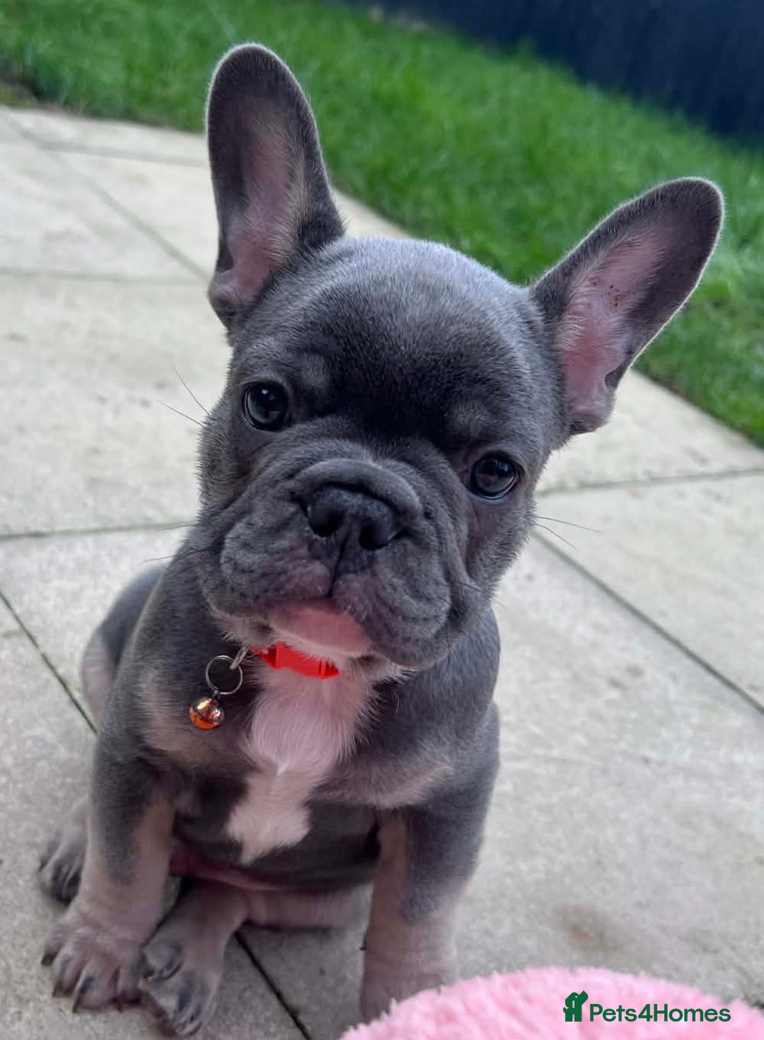 French Bulldog dogs for sale: Last 1 of litter - Advert 6