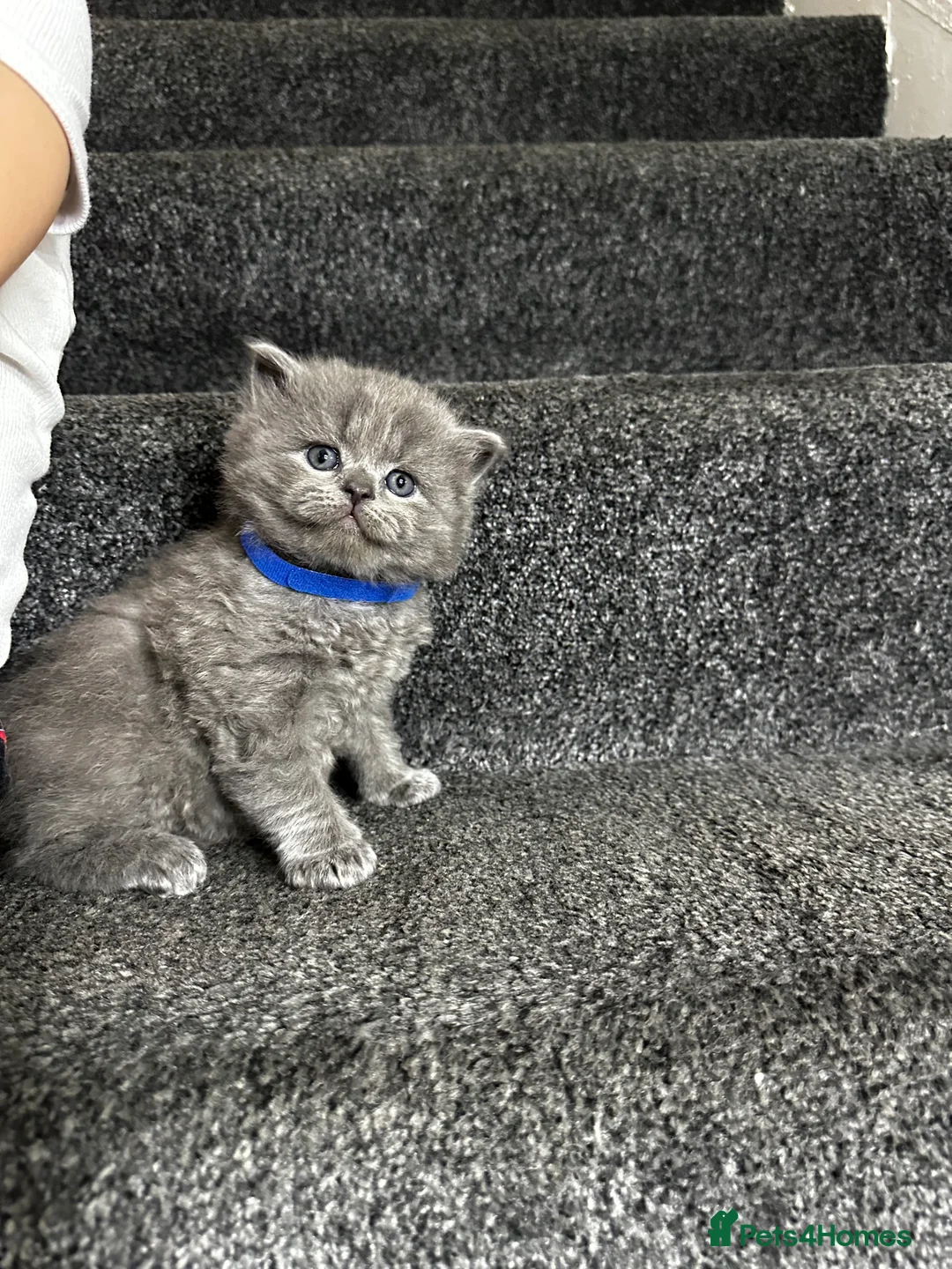 British Shorthair cats for sale: 3 Gorgeous British Shorthair Kittens  - Advert 4