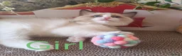 Ragdoll cats for sale: GCCF REGISTERED BEAUTIFUL RAGDOLLS KITTENS  - Advert 18