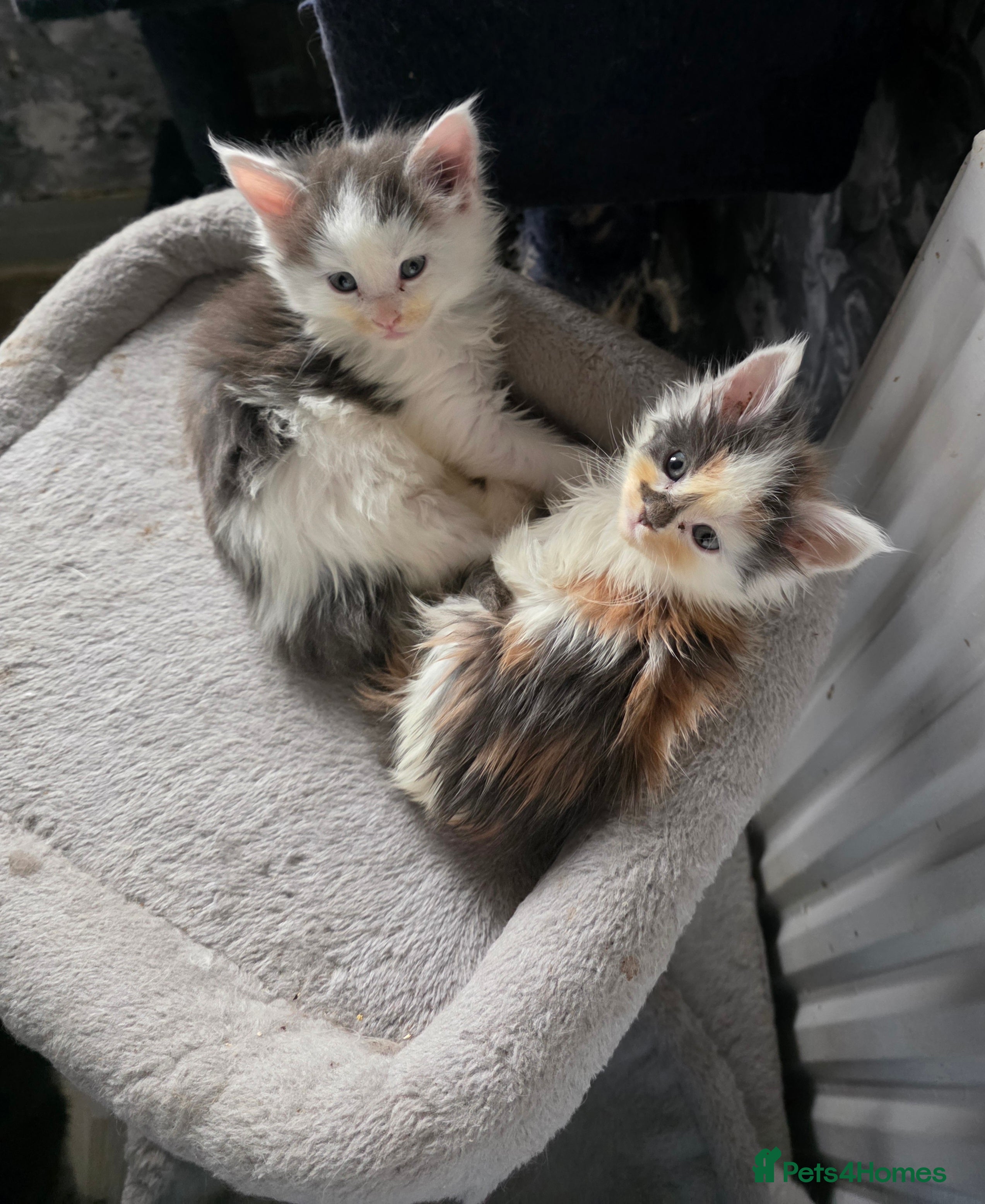 Maine Coon cats STUNNING MAINE COON KITTENS  - Advert 14