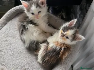 Maine Coon cats STUNNING MAINE COON KITTENS - Advert 14