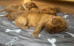 Cockapoo dogs for sale: Cockapoo Puppies  - Image 12