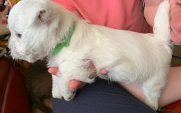 West Highland Terrier dogs for sale: KC Reg Quality West Highland Terrier Puppies  - Image 7