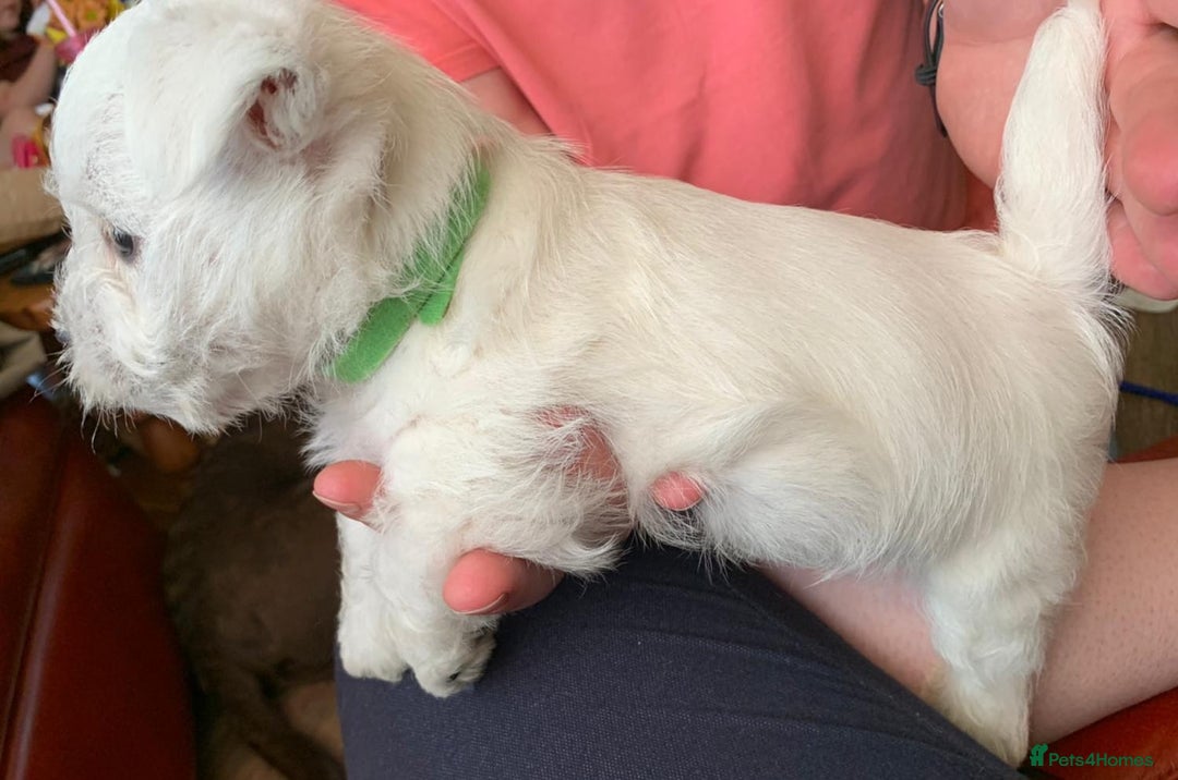 West Highland Terrier dogs for sale: KC Reg Quality West Highland Terrier Puppies  - Image 7