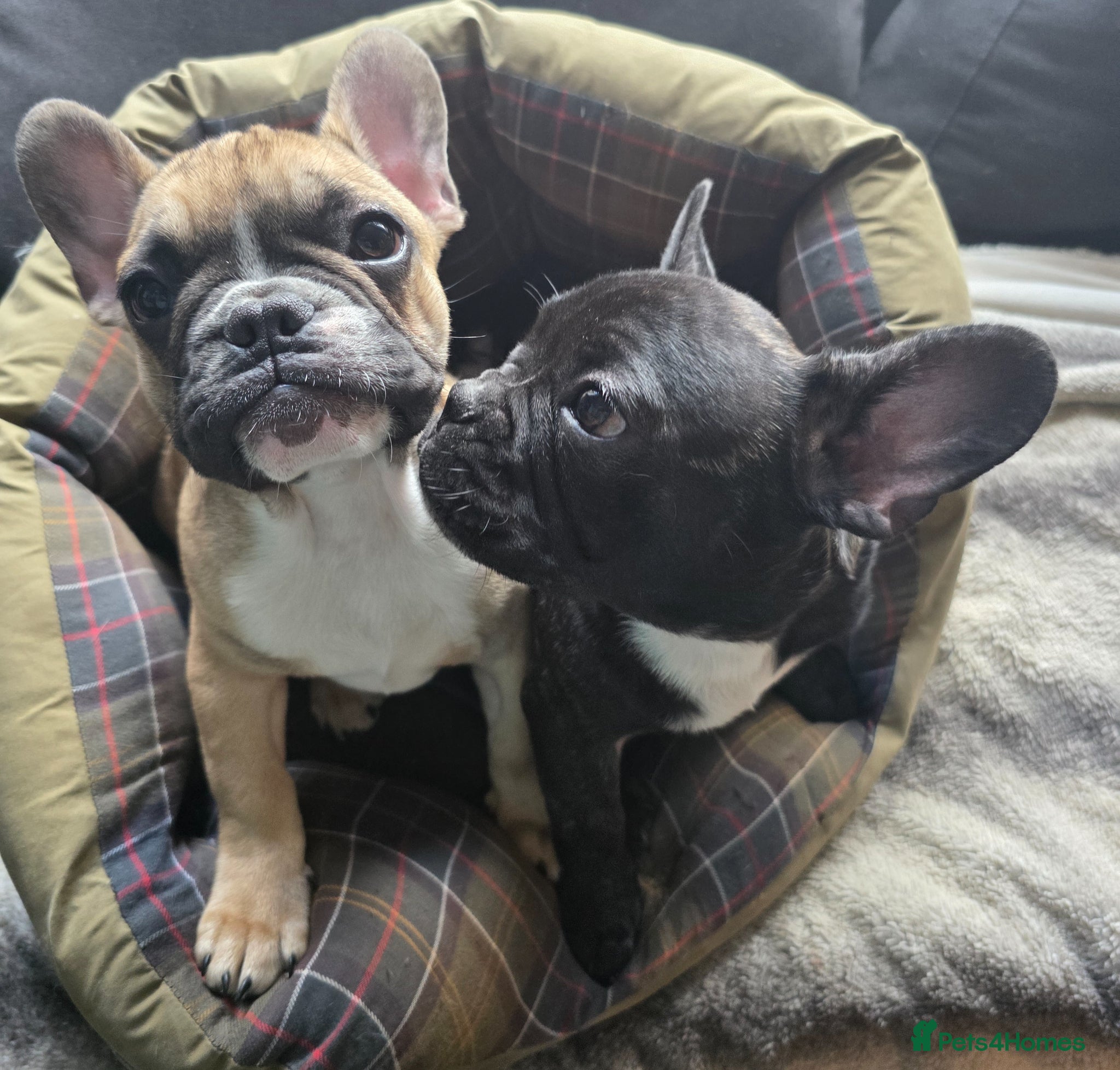 French Bulldog dogs Beautiful French bulldog  - Advert 10