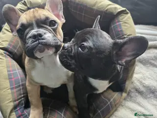 French Bulldog dogs Beautiful French bulldog - Advert 10