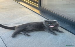 Scottish Fold cats for sale: 🐾 Scottish Fold Kittens for Sale 🐾 - Image 1