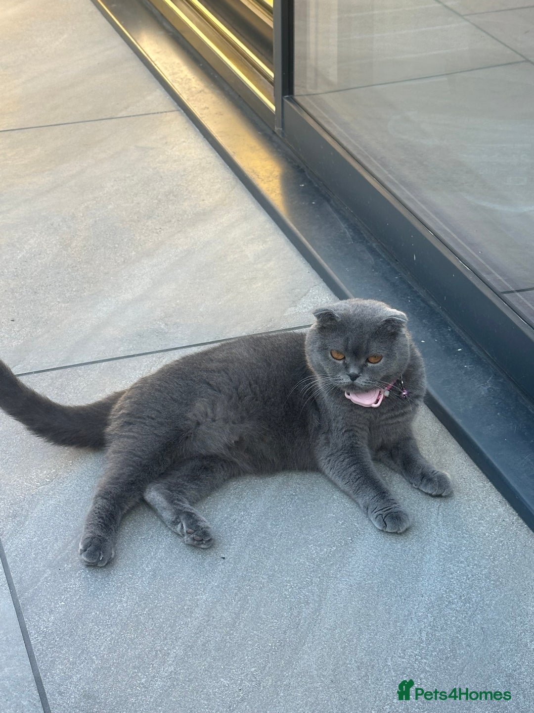 Scottish Fold cats for sale: 🐾 Scottish Fold Kittens for Sale 🐾 - Image 1