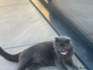 Scottish Fold cats - Advert 15