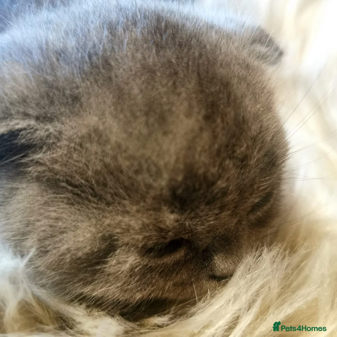 Scottish Fold cats for sale: ❤️Luxuary Scottish Fold kittens❤️ - Advert 4