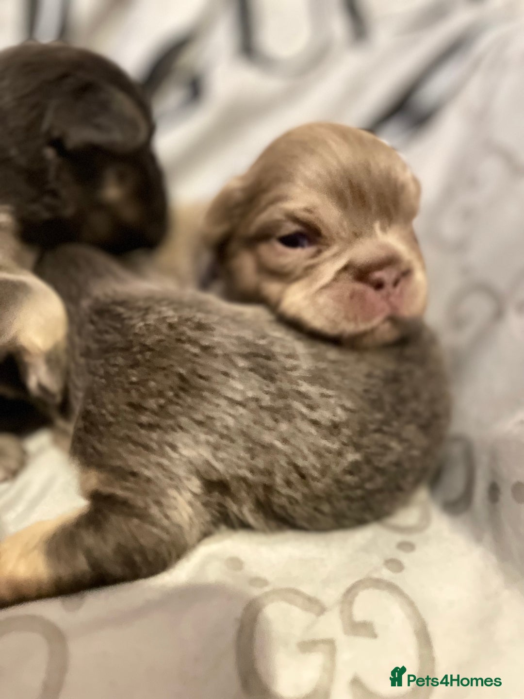 French Bulldog dogs for sale: 🩷🐶🐾6 Adorable fluffy French bulldogs 🩷🐶🐾 - Advert 3