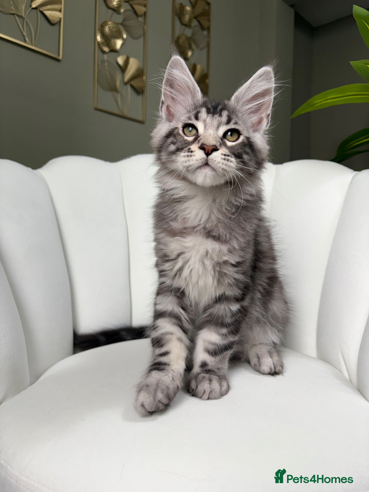 Maine Coon cats TICA Maine Coon Kittens 🐾 Ready now 💕 - Advert 2