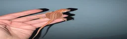 Bearded Dragon reptiles for sale: Very friendly dragons - Advert 3